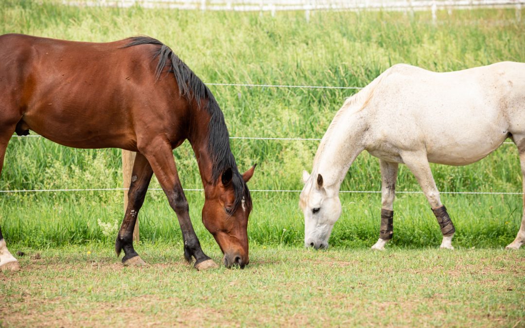 HoofPrints (Vol 5. April 2024)