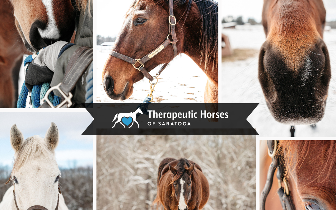Horses Are Our WHY